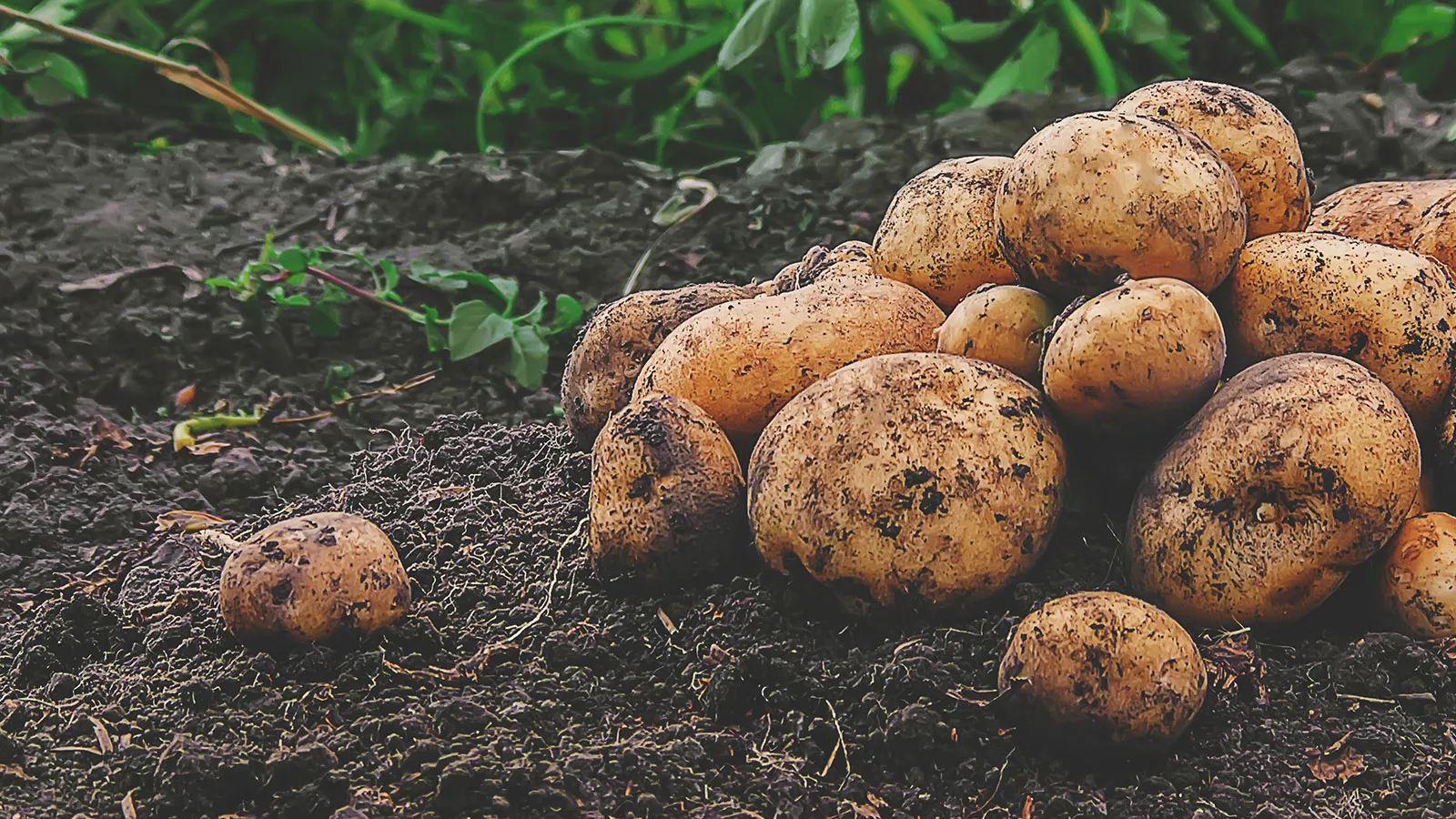 SoilWorx organic fertiliser